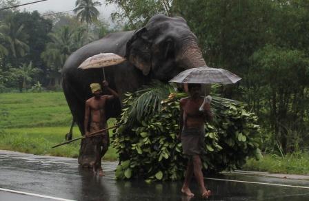 Отдых в Шри Ланке